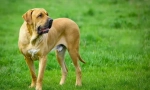 Brazil mastiff (fila brazileiro)